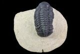 Bargain, Reedops Trilobite Fossil - Good Eye Facets #68653-1